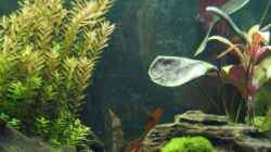 Pflanzen im Aquarium Becken 18083