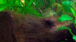 Corydoras trilineatus