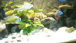 Besatz im Aquarium Becken 18312
