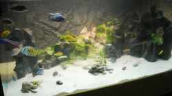 Besatz im Aquarium Becken 18312