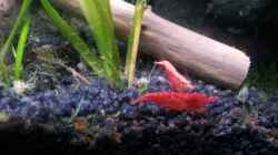 Red Fire Zwerg Garnelen (Neocaridina heteropoda var. Red)