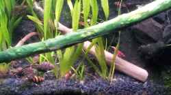 Raubschnecke (Anentome helena)