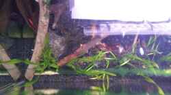 Mooskugel (Cladophora aegagropila) links im Bild