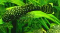 Besatz im Aquarium My Dream