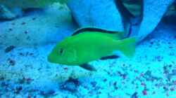 Besatz im Aquarium Becken 18467