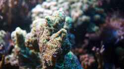 Besatz im Aquarium Wohnzimmerriff
