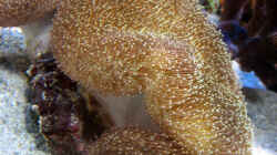 Sarcophyton ehrenbergi - Pilzlederkoralle