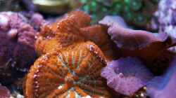 Besatz im Aquarium Wohnzimmerriff