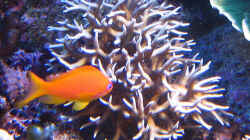 Besatz im Aquarium Wohnzimmerriff