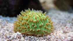 Besatz im Aquarium Wohnzimmerriff