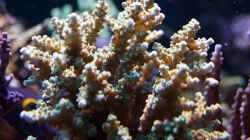 Besatz im Aquarium Wohnzimmerriff