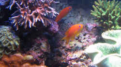 Pseudanthias squamipinnis - Juwelen Fahnenbarsch