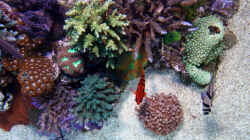 Besatz im Aquarium Wohnzimmerriff