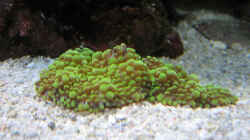 Ricordea yuma - Genoppte Scheibenanemone