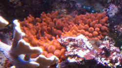 Entacmaea quadricolor - Blasenanemone