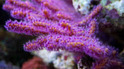 Gorgonie