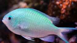 Besatz im Aquarium Wohnzimmerriff