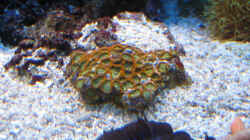 Zoanthus - Krustenanemonen