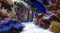 Pflanzen im Aquarium Wohnzimmerriff