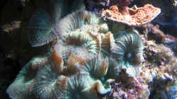 Besatz im Aquarium Wohnzimmerriff