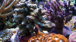 Besatz im Aquarium Wohnzimmerriff