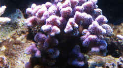 Stylophora pistillata - Griffelkoralle