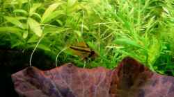 Besatz im Aquarium Fischsuppe
