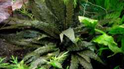 Cryptocoryne wendtii brown