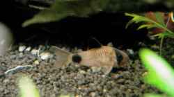 Besatz im Aquarium Fischsuppe