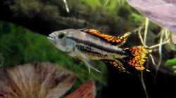 Besatz im Aquarium Fischsuppe
