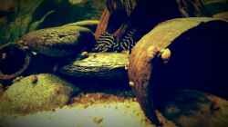 Besatz im Aquarium Amazonas "Regenzeit"