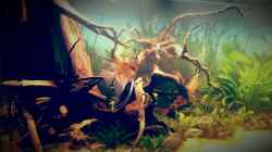 Aquarium Amazonas "Regenzeit"