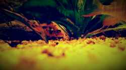 Besatz im Aquarium Amazonas "Regenzeit"