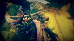 Aquarium Amazonas "Regenzeit"