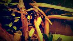 Dekoration im Aquarium Amazonas "Regenzeit"