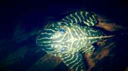 Besatz im Aquarium Amazonas "Regenzeit"