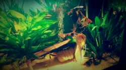 Aquarium Amazonas "Regenzeit"