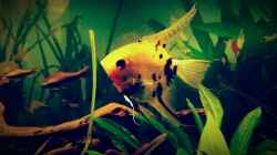 Besatz im Aquarium Amazonas "Regenzeit"