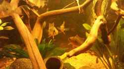 Besatz im Aquarium Amazonas "Regenzeit"