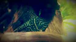 Aquarium Amazonas "Regenzeit"
