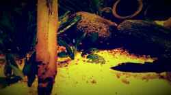 Dekoration im Aquarium Amazonas "Regenzeit"