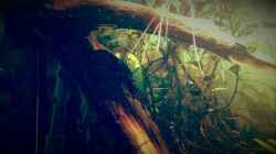 Besatz im Aquarium Amazonas "Regenzeit"