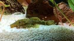 Besatz im Aquarium Juwel Vision