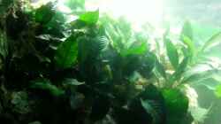 Anubias 02.12.2012