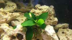 Anubia Barteri nana 26.11.2012