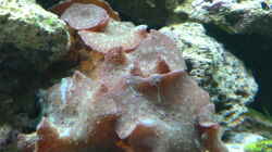 Scheibenanemone
