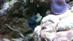 Mandarin