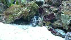 Feueranemone(?) mit Einsiedler;