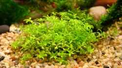 Pflanzen im Aquarium Becken 18770