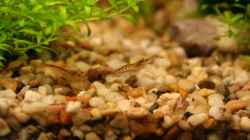 Besatz im Aquarium Becken 18770